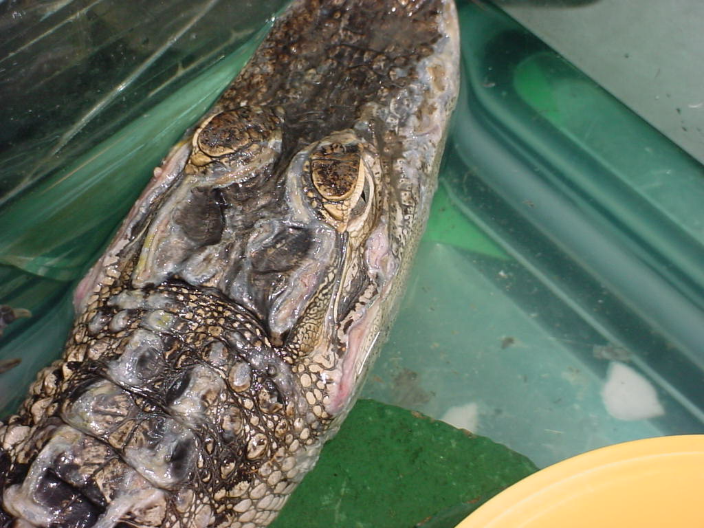 alligator skin problem 2