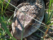 Bolek