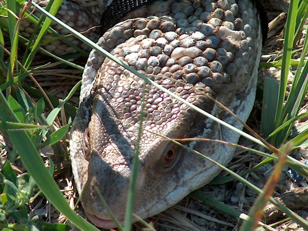 Bolek