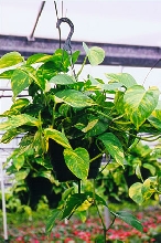 Pothos