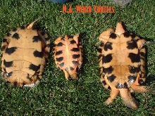 Sexing of wood turtles