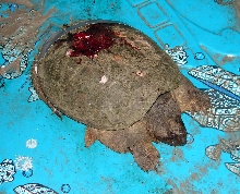 Injured snapper ©2006