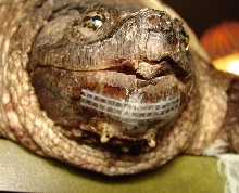 Snapper with broken jaw ©2006