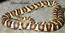 Jungle Corn Snake