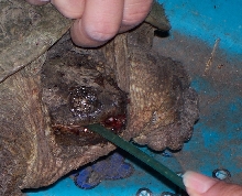 Injured snapper with maggots ©2006
