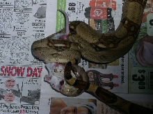 Eating of a Mouse
