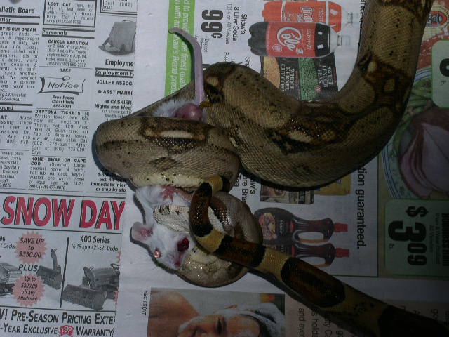 Eating of a Mouse