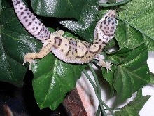 New Baby