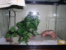 Leopard Gecko Setup