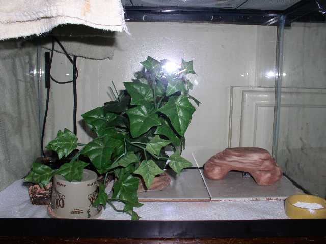 Leopard Gecko Setup