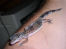 gecko