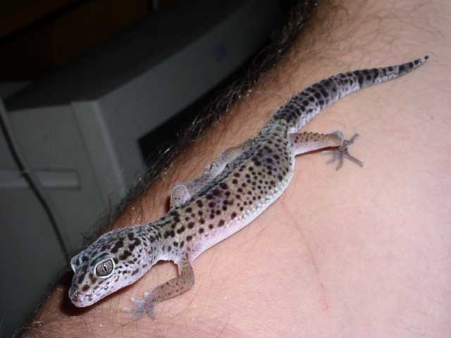 gecko