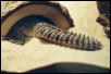 Uromastyx Tail