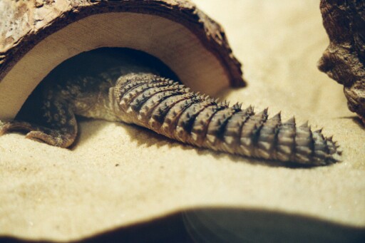 Uromastyx Tail