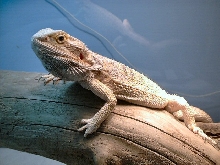 beardie