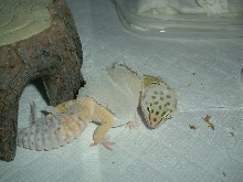 leo shedding