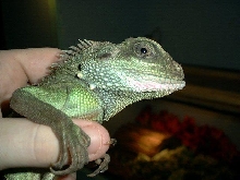 Water dragon
