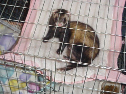 Peanut the ferret