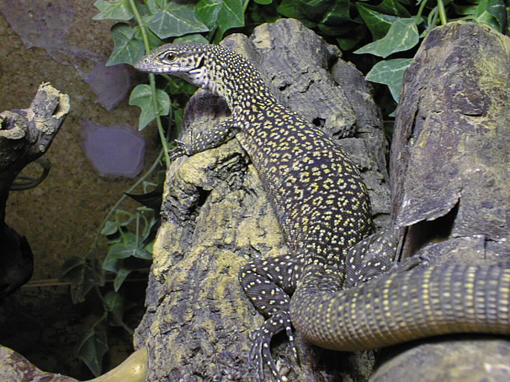 V.scalaris
