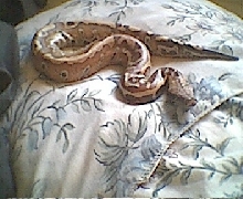 Zero on bed