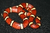 L.t. annulata