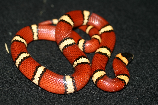 L.t. annulata