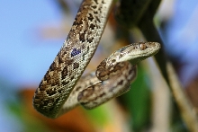 Carribean Boa