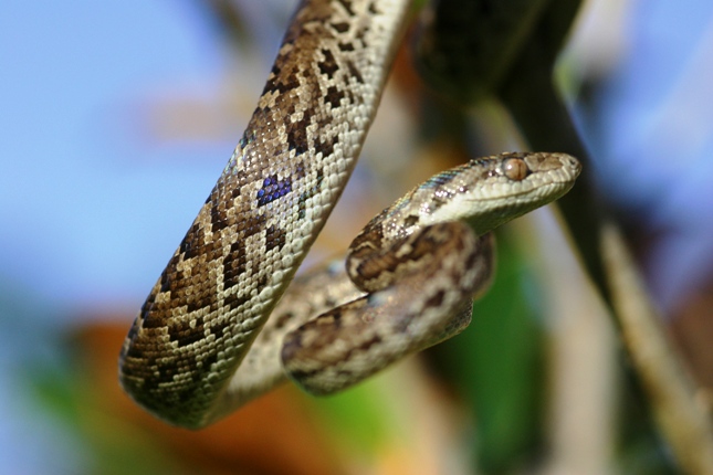 Carribean Boa