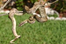 Pearl Island Boa-male