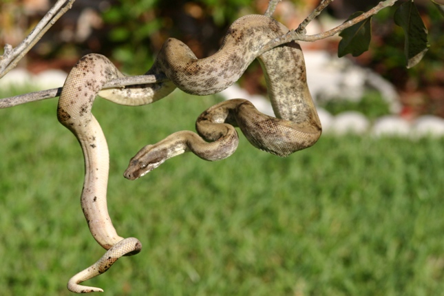 Pearl Island Boa-male