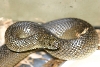 African Mole snake