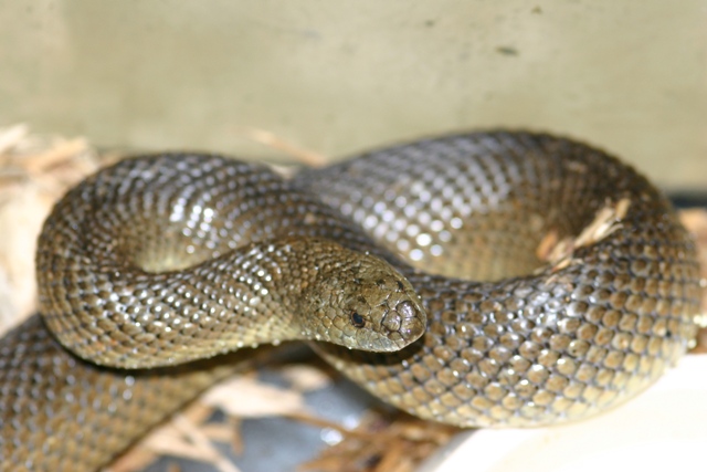 African Mole snake