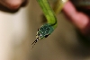 Honduran Blue-headed racer
