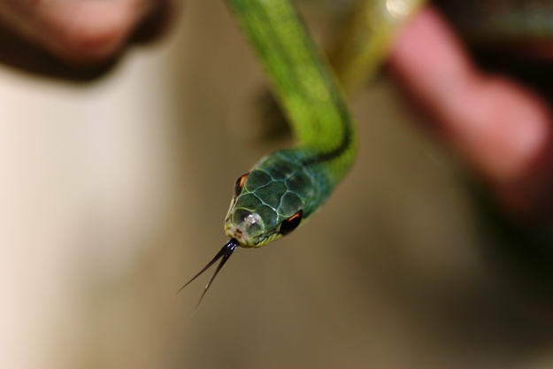 Honduran Blue-headed racer