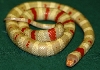 Querto (ruthivens)