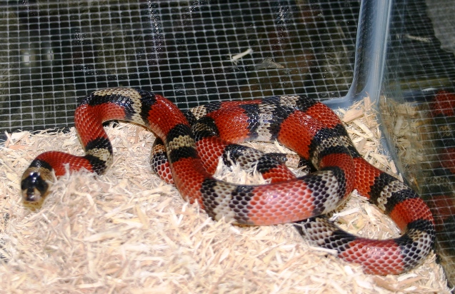L.t. polyzona