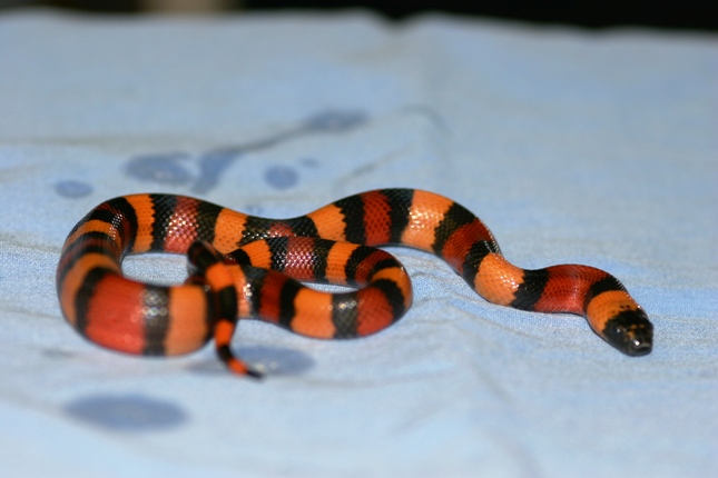 Apricot campbelli