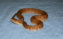 Hendry Co. FL Female