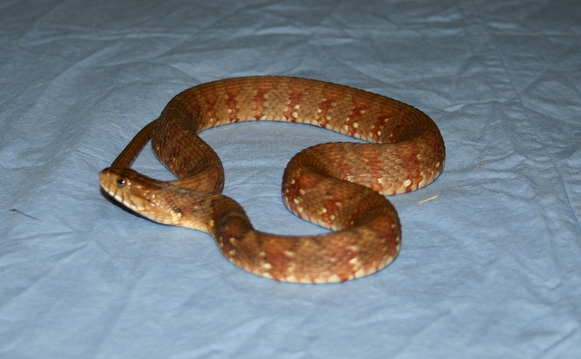 Hendry Co. FL Female
