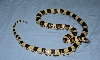 gentilis