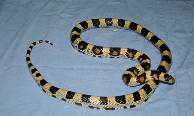 gentilis