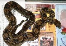 Nicaraguan Boa