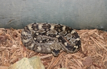 C. molosssus (F)