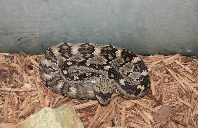 C. molosssus (F)
