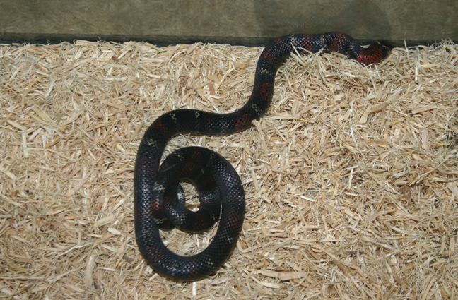 L.t. gaigae (F) 22.5"