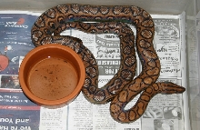 Unusual Brazilian Rainbow Boa