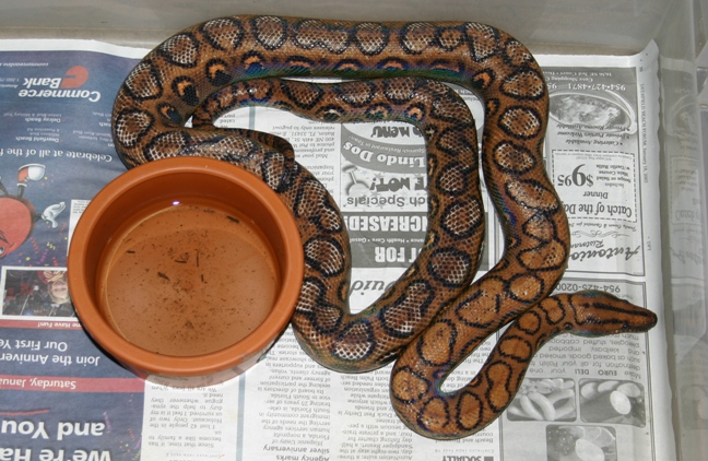 Unusual Brazilian Rainbow Boa