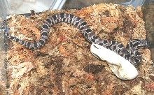 Hatching FWC