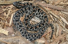 Dusky Pygmy Rattler