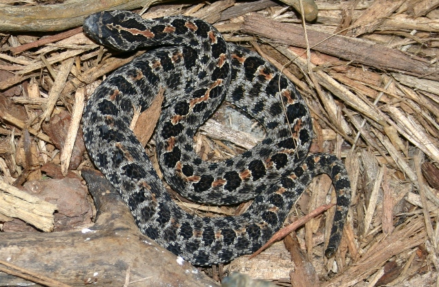 Dusky Pygmy Rattler